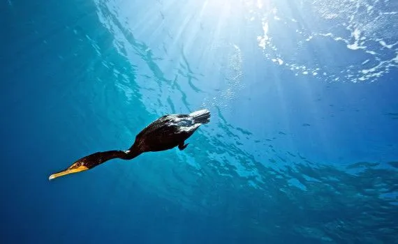 Diving cormorant.