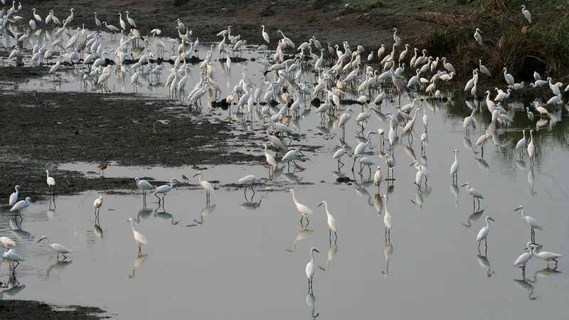 Header image of flock of egrets